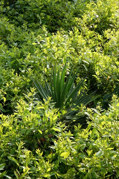 尤卡在一座小山上, 完全覆盖着郁郁葱葱的绿色常春藤 — 图库照片