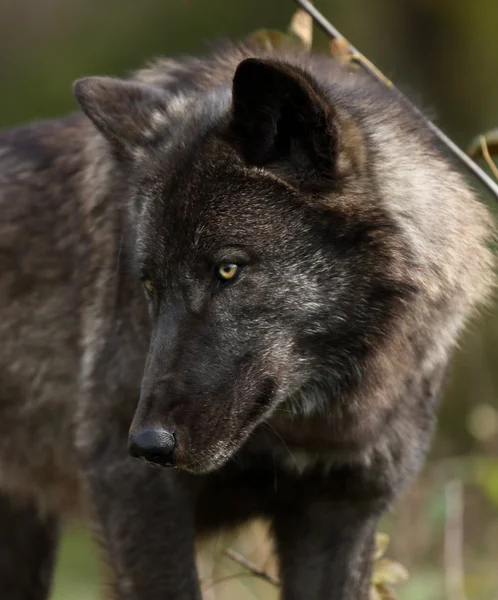 Ona doğru seyir siyah wolfe portresi değil mi
