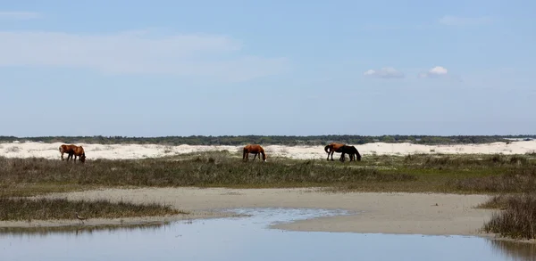 Trois chevaux sauvages broutant entre les dunes d'une île — Photo