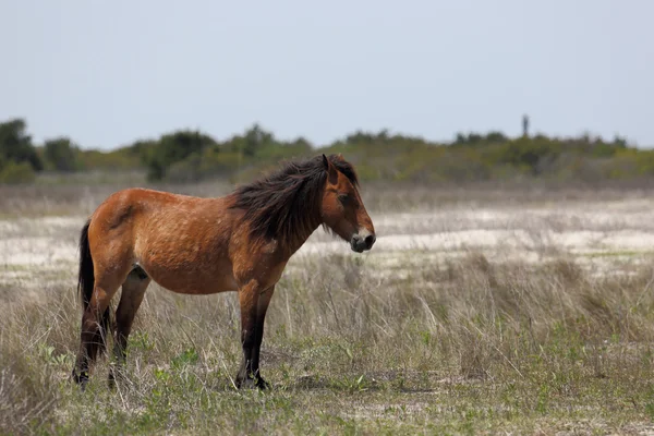 Mustang selvatico in piedi in una zona erbosa di fronte a dune sabbiose — Foto Stock