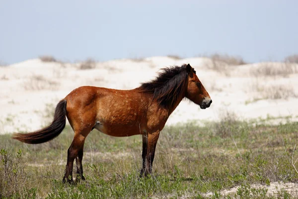 Mustang selvagem em pé em uma área gramada na frente de dunas arenosas — Fotografia de Stock
