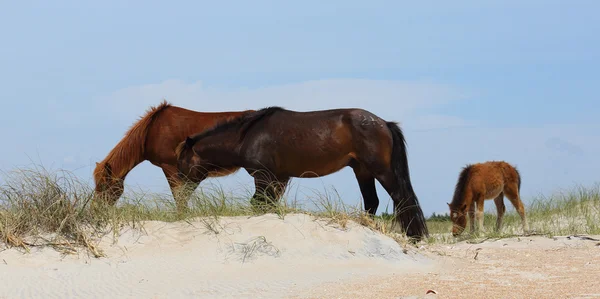 Drei wilde Mustangs grasen auf einer Sanddüne — Stockfoto