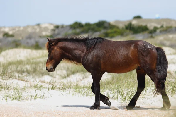 Wilder Mustang, der auf einer Rasenfläche vor Sanddünen starrt — Stockfoto