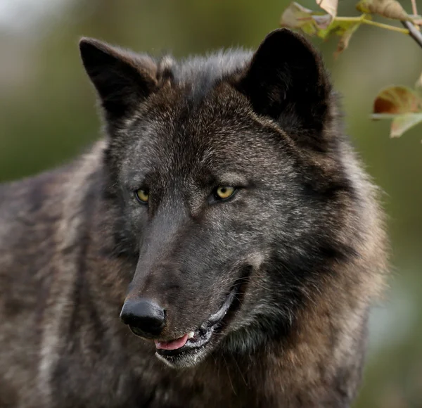 Porträt eines schwarzen Wolfes, der nach unten schaut — Stockfoto