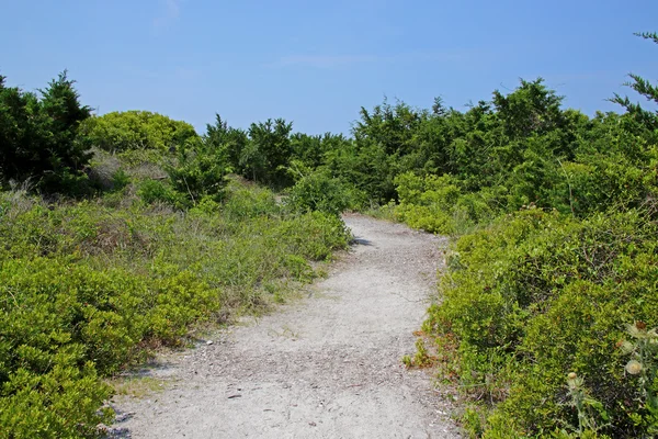 Sandy yol Plajı'na çalılar ve çim