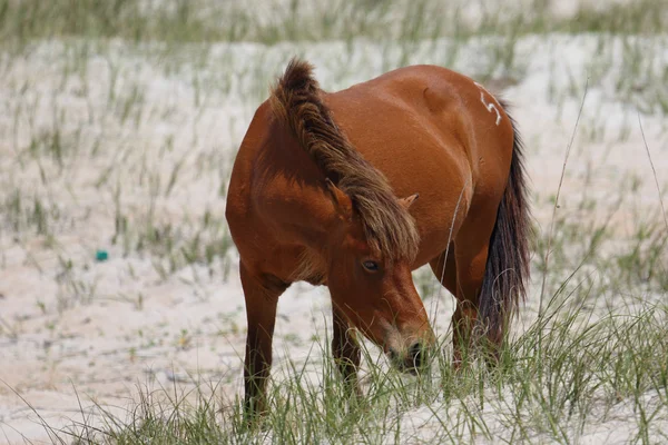 Mustang selvaggio che guarda in una zona erbosa di fronte a dune sabbiose — Foto Stock