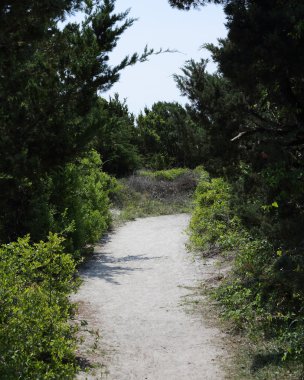 Bitki örtüsü ve dunes Sandy yol