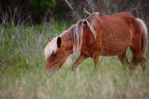 Shackleford bankaların vahşi İspanyol Mustang 