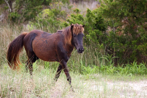 Wilde spanische Mustangs von Shackleford-Banken — Stockfoto