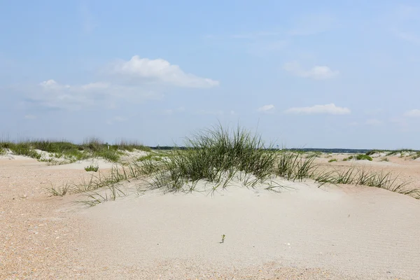Dunas de areia com gramíneas na praia — Fotografia de Stock