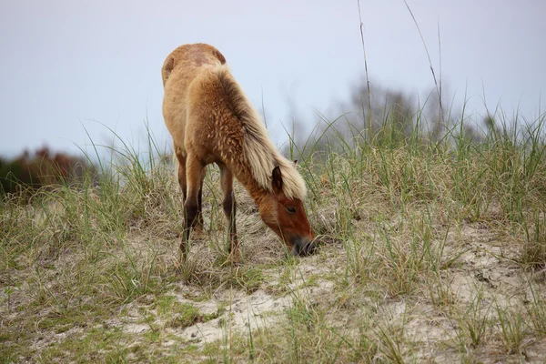 Die wilden Pferde der shackleford banks — Stockfoto