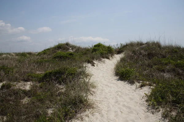 Песчаный путь через кусты и растительность — стоковое фото