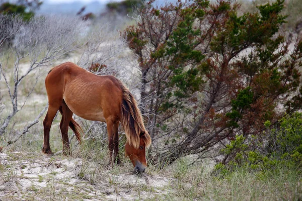 Wilde spanische Mustangs von Shackleford-Banken — Stockfoto