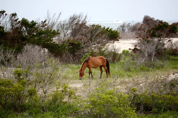 I cavalli selvaggi di Shackleford Banks — Foto Stock