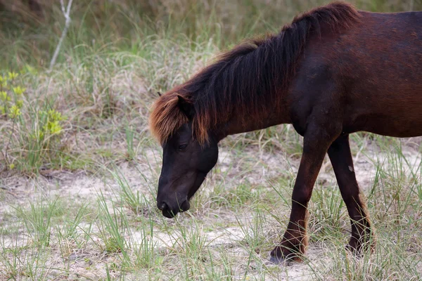 Die wilden Pferde der shackleford banks — Stockfoto