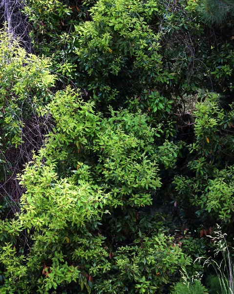 Bord de forêt entièrement recouvert de lierre vert luxuriant — Photo