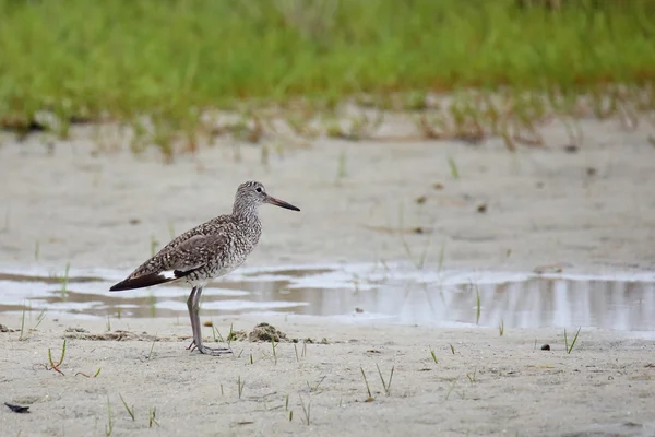 Willet de pie junto a un charco de agua en una orilla arenosa — Foto de Stock