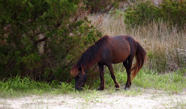 I cavalli selvaggi di Shackleford Banks — Foto Stock