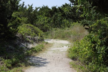 Bitki örtüsü ve dunes Sandy yol