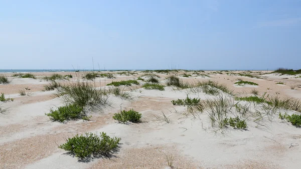 Duinen met grassen op het strand — Stockfoto