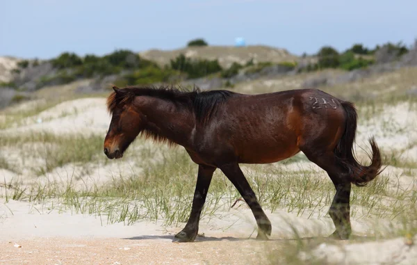 Wilder Mustang, der auf einer Rasenfläche vor Sanddünen starrt — Stockfoto