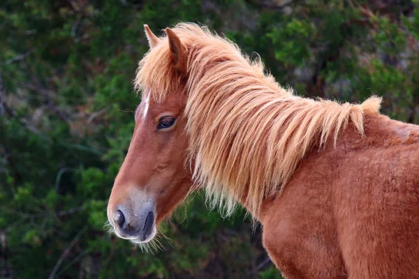 The Wild Horses of Shackleford Banks — Stock Photo, Image