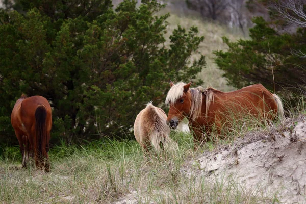 Die wilden Pferde der shackleford banks — Stockfoto