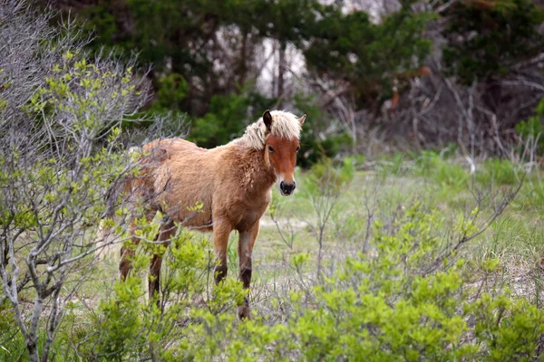 Die wilden Pferde der shackleford banks — Stockfoto