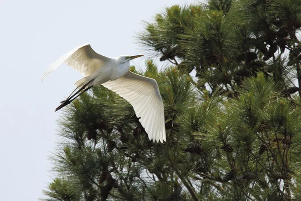 Great Egret volando entre pinos — Foto de Stock