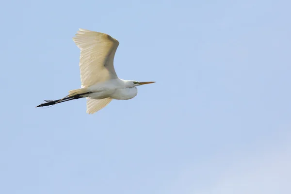 Great Egret volando contra un cielo azul — Foto de Stock