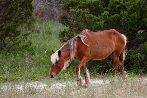 Die wilden Pferde der shackleford banks — Stockfoto