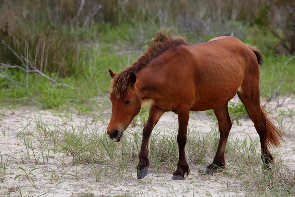 I cavalli selvaggi di Shackleford Banks — Foto Stock