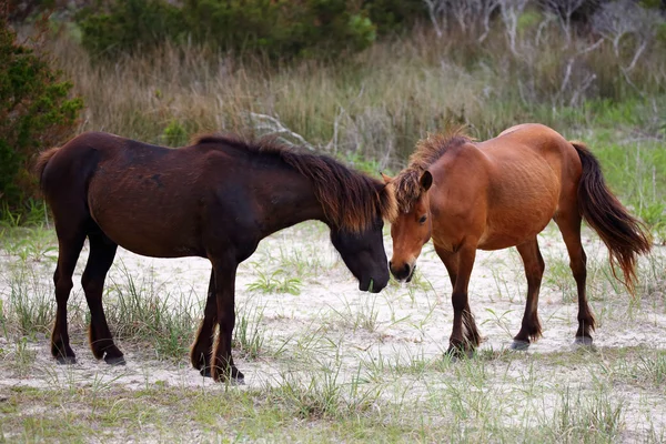 Die wilden Pferde der shackleford banks — Stockfoto