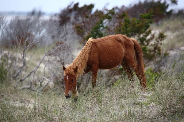 I cavalli selvaggi di Shackleford Banks — Foto Stock