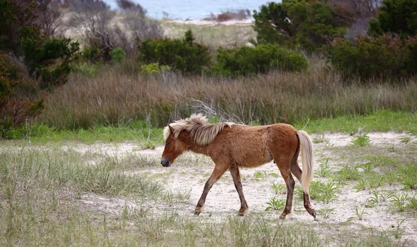 Die wilden Pferde der shackleford banks — Stockfoto