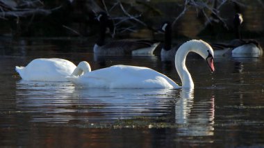İki dilsiz kuğu karanlık bir gölde besleniyor.