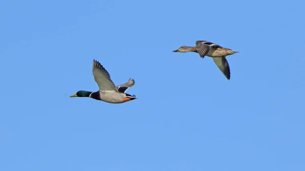 Par Patos Reais Voando Direita Para Esquerda Contra Céu Azul — Fotografia de Stock