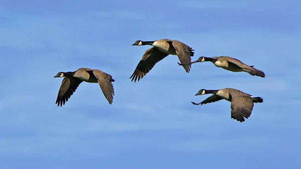 Cuatro Gansos Volando Juntos Con Cielo Azul — Foto de Stock
