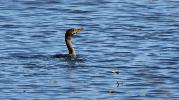 Doppelbrustkormoran Schwimmt Blau Gewelltem Wasser — Stockfoto