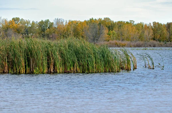 Rohrkolben Vom Wind Gebogen Einem Blauen Fluss Herbst — Stockfoto