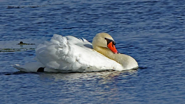 Een Stomme Zwaan Een Vijver Met Reflectie — Stockfoto