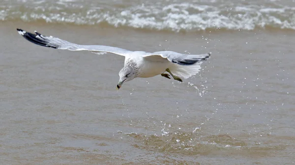 Fechar Uma Gaivota Que Espirra Uma Borda Lagos — Fotografia de Stock