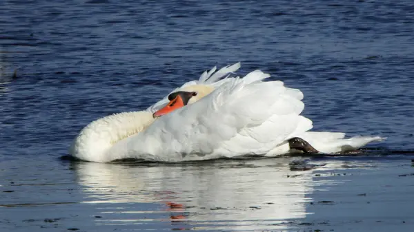 Stum Svan Damm Med Blått Vatten Och Krusningar — Stockfoto