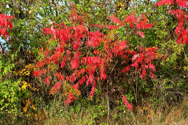 Sumac Vermelho Longo Uma Estrada Outono Michigan — Fotografia de Stock