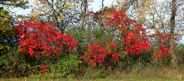 Arbustos Sumac Vermelho Longo Uma Beira Estrada Outono Michigan — Fotografia de Stock