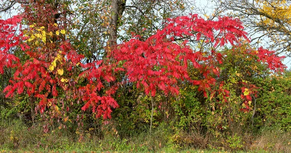 Arbustos Sumac Vermelho Longo Uma Beira Estrada Outono Michigan — Fotografia de Stock