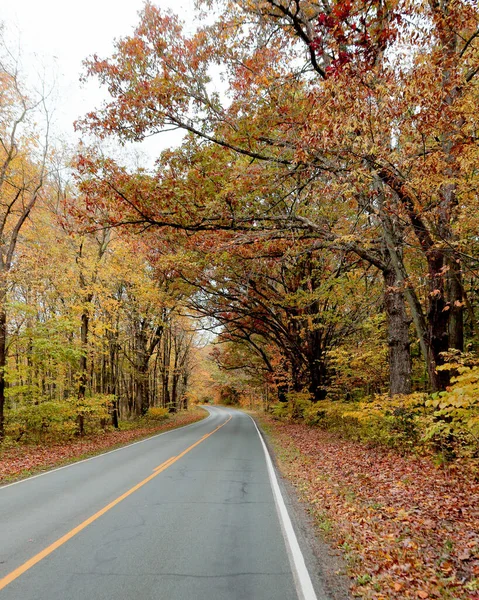 Tree lined road with autumn foliage in west Michigan