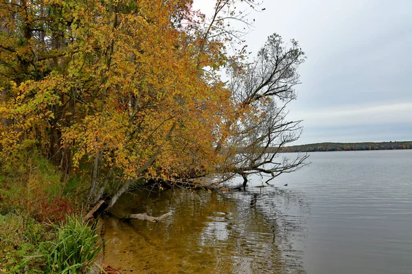 Stromy Podzimní Barvě Překrývají Okraj Jezera Michiganu — Stock fotografie