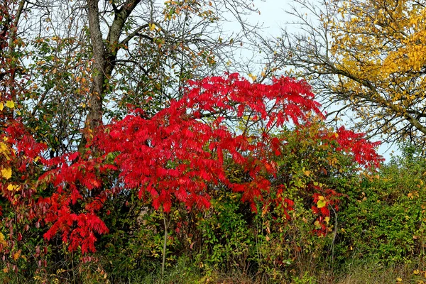 Arbustos Sumac Vermelho Longo Uma Beira Estrada Outono Michigan — Fotografia de Stock