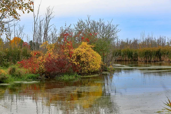 Cespugli Alberi Colorati Margini Torrente Autunno — Foto Stock